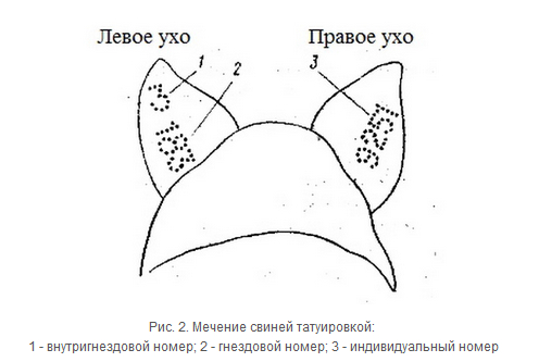 Татуировочные щипцы простые, 10 мм, 7 мест