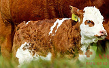 Акушерство для крупного рогатого скота - Как успешно родить теленка?