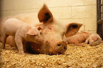 Роль и применение катетеров разных видов для искусственного осеменения свиней