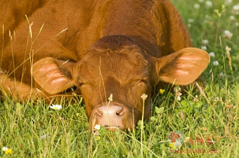 Как спят коровы?